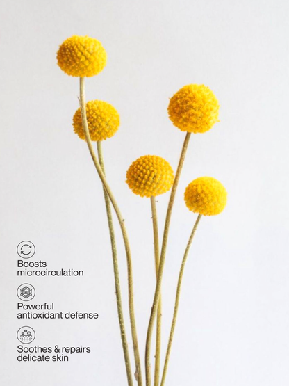 KATA Golden Helichrysum
